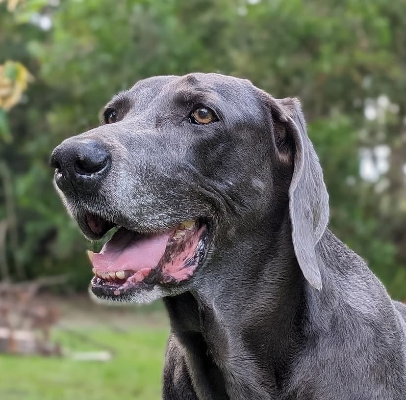 Doc, the Blue Weimaraner who inspired Doc-AI